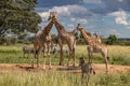 Several wild animals (zebra and giraffe), gathering around water source in savannah in national preservation park Imire Royalty Free Stock Photo