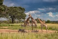 Several wild animals (zebra and giraffe), gathering around water source in savannah in national preservation park Imire Royalty Free Stock Photo