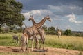 Several wild animals (zebra and giraffe), gathering around water source in savannah in national preservation park Imire Royalty Free Stock Photo