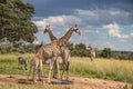 Several wild animals (zebra and giraffe), gathering around water source in savannah in national preservation park Imire Royalty Free Stock Photo