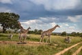 Several wild animals (zebra and giraffe), gathering around water source in savannah in national preservation park Imire Royalty Free Stock Photo