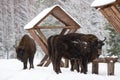 Several Wild Bison Near Feeders. Motherly Bison Close Up. Adult Wild European Brown Bison Bison Bonasus In Winter Time. Adult