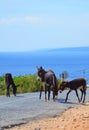 Several wild donkeys on the Cypriot countryside road in remote Karpaz Peninsula, Turkish Northern Cyprus. Blue sky in the Royalty Free Stock Photo