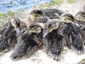 Several wild ducklings