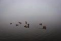 Several Wild Ducks Floating On A Lake Covered With Mist