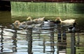 Several wild ducks perched here are playing in the water Royalty Free Stock Photo