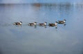 A few wild geese swimming in the lake.