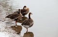 Several wild geese are taking a rest on the snow-covered shore.