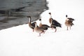 Several wild geese are walking on the snow-covered shore.