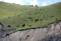 Several wild horses are grazing on the green plateau meadow on the hillside Royalty Free Stock Photo