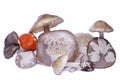 Several wild mushrooms