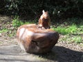 Carved Squirrel wooden bench in Sandwell Valley