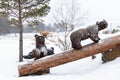 Several wooden bears on a log in winter. Wooden figure of bears close-up in snowfall Royalty Free Stock Photo