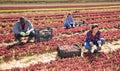 Several workers harvest red lettuce Royalty Free Stock Photo