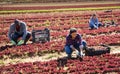 Several workers harvest red lettuce Royalty Free Stock Photo