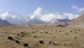 Several yaks graze at the foot of Lenin Peak. The amazing nature of Kyrgyzstan