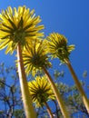 Several yellow dandelion