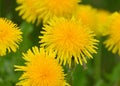 Several yellow dandelions close up on lawn