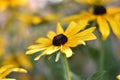 Yellow flowering Rudbeckia