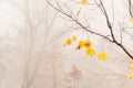Several yellow maple leaves hanging on a tree during the fog Royalty Free Stock Photo