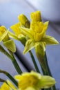 Several yellow narcissus like a symbol of spring Royalty Free Stock Photo