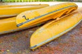 Several yellow old canoes