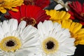 Several yellow red and white flowers