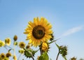 Several yellow sunflowers