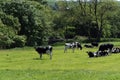 Several young black and white heifers on a green pasture on a sunny spring day. Farm cows on free grazing. Agricultural landscape Royalty Free Stock Photo