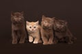Several young british kittens