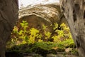 Several young bushes rowan trees grew between the stones in the