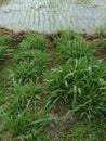 several young rice plants growing in a large rice field and mini elephant grass plant Royalty Free Stock Photo