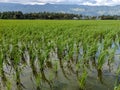 several young rice seedlings that have just been planted in agricultural fields at the foot of the mountain