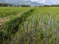 several young rice seedlings that have just been planted in agricultural fields at the foot of the mountain