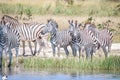 Several Zebras standing close to the water. Royalty Free Stock Photo