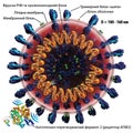 SARS-CoV-2 Coronavirus Structure COVID-19 (Ukrainian)