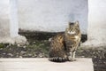 Severe cat sits against the wall Royalty Free Stock Photo