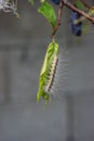 Severe caterpillar infestation on a plum tree close up shot