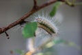 Severe caterpillar infestation on a plum tree close up shot