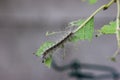 Severe caterpillar infestation on a plum tree close up shot