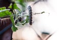 Severe caterpillar infestation on a plum tree close up shot