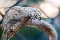 Severe caterpillar silk web infestation on a plum tree close up macro shot