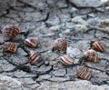 dead grape snails on cracked earth