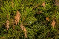 Evergreen Bagworm eating an ornamental cedar