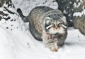 But severe fluffy and angry wild cat Manul threateningly goes sideways, white snow background