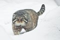 But severe fluffy and angry wild cat Manul threateningly goes sideways, white snow background