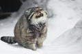 But severe fluffy and angry wild cat manul threateningly pulling out its fangs, white snowy background