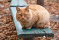 Severe ginger cat Royalty Free Stock Photo
