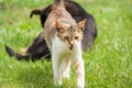 cat with an open mouth and a black dog in the background. Funny view. The cat defends the dog.