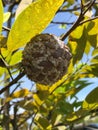 Severe Mealybug Infestation on a Custard Apple Royalty Free Stock Photo